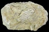Fossil Crinoid (Dasciocrinus) on Rock - Alabama #102981-1